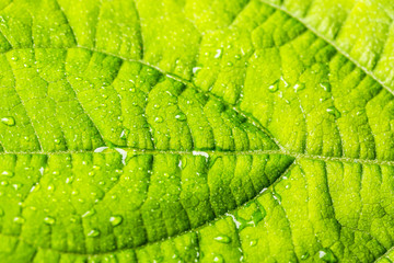 Rain drops on green leaf plant as a background. selective focus