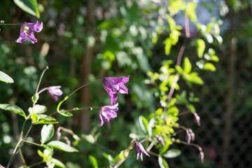 Purple flower. Slovakia