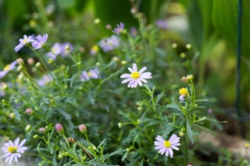 Purple flower. Slovakia