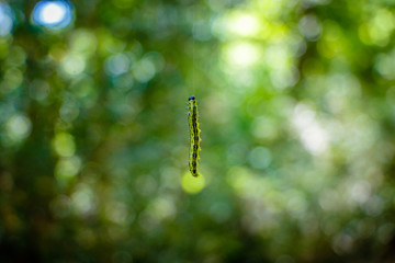 Fototapeta premium Free hanging caterpillar