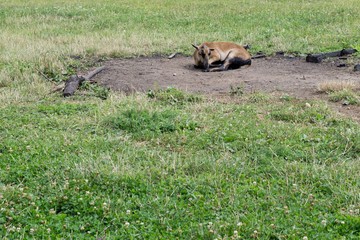 Goat in the garden. Slovakia
