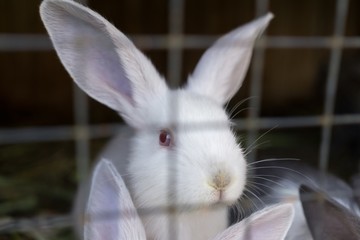 Rabbits in a cage. Slovakia