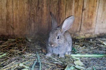 Rabbits in a cage. Slovakia