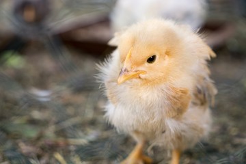 Chicken on the farm. Slovakia
