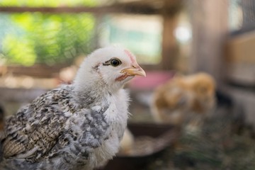 Chicken on the farm. Slovakia