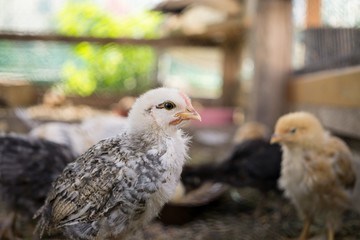 Chicken on the farm. Slovakia