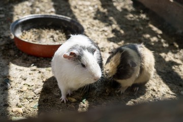 Guinea pigs. Slovakia