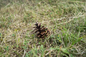 Pine cone in the grass