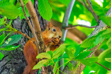 Naklejka na ściany i meble Squirrel sits on a tree, snapshot of the life of animals in the wild