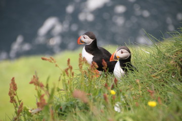 Fototapeta premium Faroe Islands 