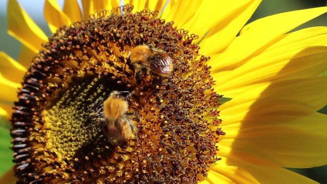 Two bombus on sunflower