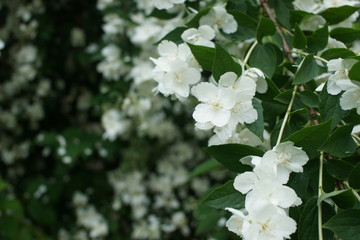 Magnificent blooming Philadelphus