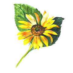 Wildflower sunflower flower in a watercolor style isolated. Full name of the plant: sunflower. Aquarelle wild flower for background, texture, wrapper pattern, frame or border.
