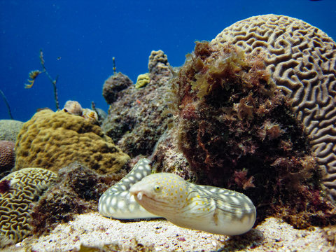Underwater snake-eel