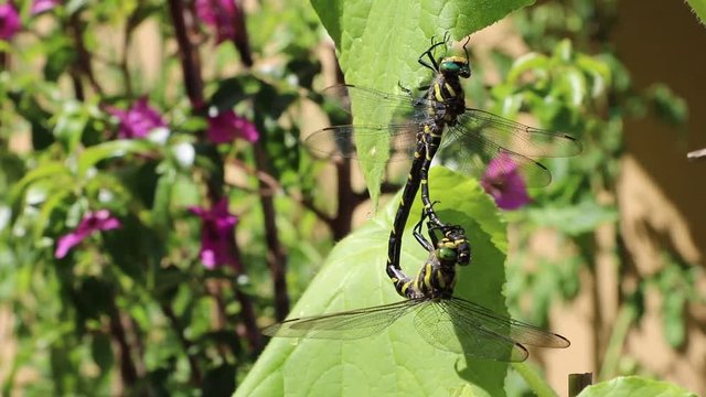 Mating of dragonflies