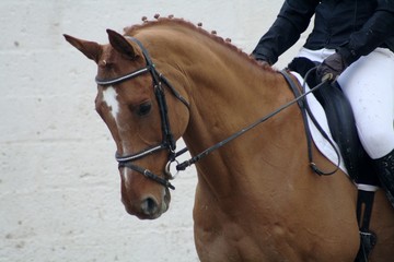 dressage
