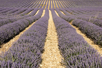 Lavender field in Provence, near Sault, France