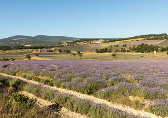 Lavender field in Provence, near Sault, France
