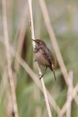 Bird perched on a reed series