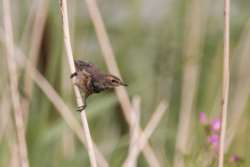 Bird perched on a reed series