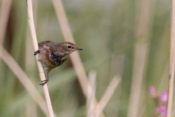 Bird perched on a reed series