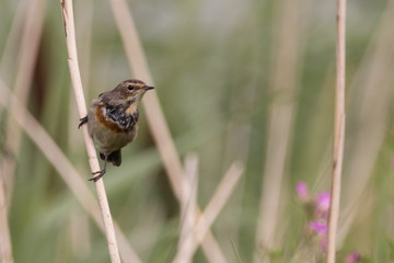 Bird perched on a reed series