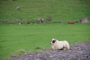 Fototapeta premium Sheep in Iceland