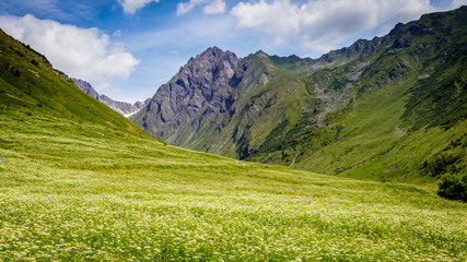 Alp flowers in front of the Roignas which is a beautiful mountain within the French Alps