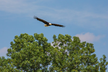 Eagle, Haliaeetus leucocephalus, flying over green nature.