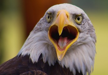 Eagle