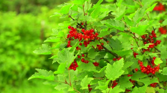 Bush with redcurrant berries in the garden. Filmed in motion.