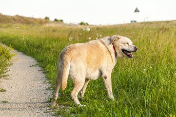 Labrador smiling and walking
