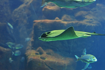 Big Madeira's aquarium.