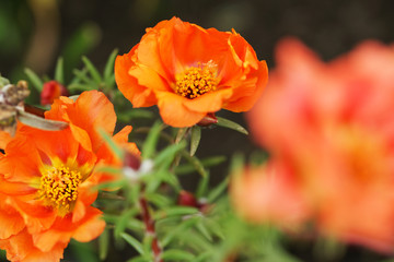 Brightly blossoming portolac flower