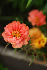 Brightly blossoming portolac flower