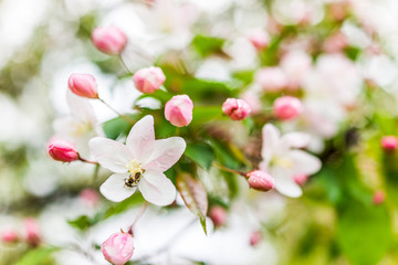 Naklejka na ściany i meble Macro closeup of light pink cherry blossoms with bokeh and rain drops with bug bee on flower