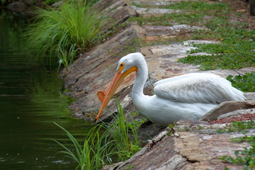Pelican