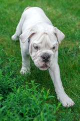 Fototapeta premium Cute puppy of English bulldog walking outdoor