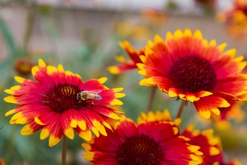 bee on a flower