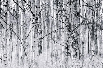 Trunks and bare branches of trembling aspen forest in early spring black and white