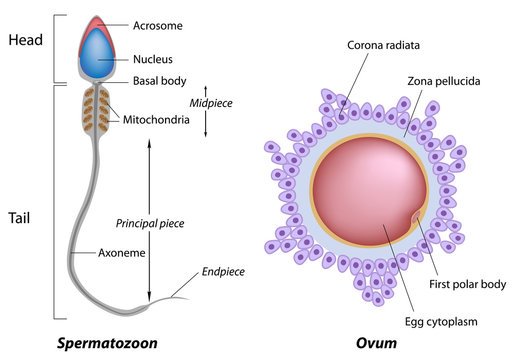 Structure of egg and sperm, labeled. 