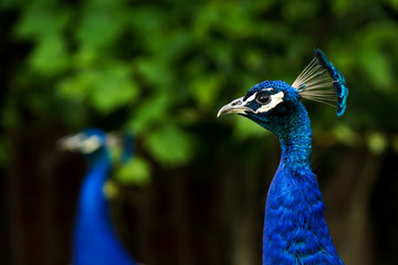 Obraz premium A headshot of a blue male peacock (Indian Pefowl, Pavo Cristatus)