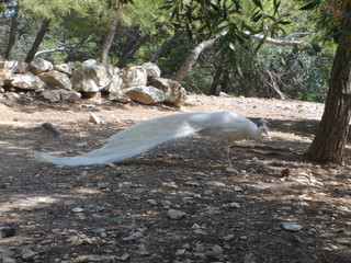 paon blanc réserve naturelle de sigean