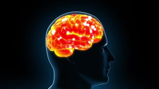 Human Brain Thinking Loop