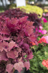 Fototapeta premium Flowers in the market