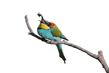 Bee eater poses on isolated background
