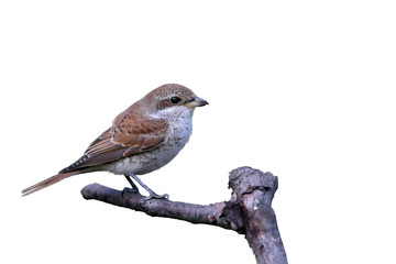 Female of common shrike on isolated background