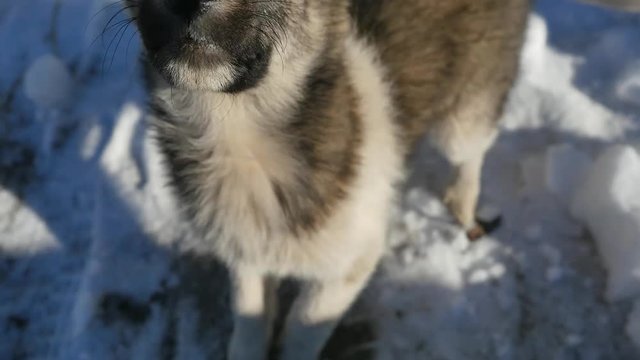 Happy dog looking to the camera