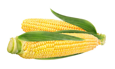 Corn isolated on white