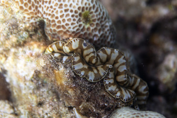 underwater world - giant clam